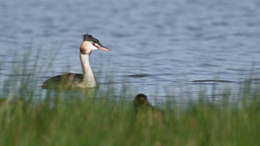 Great Crested Grebeadult post breeding, identification