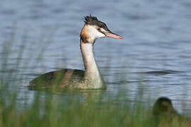 Great Crested Grebe