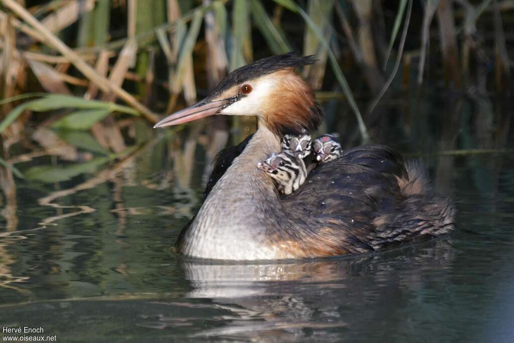 Great Crested Grebe, Behaviour