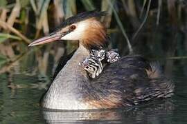 Great Crested Grebe