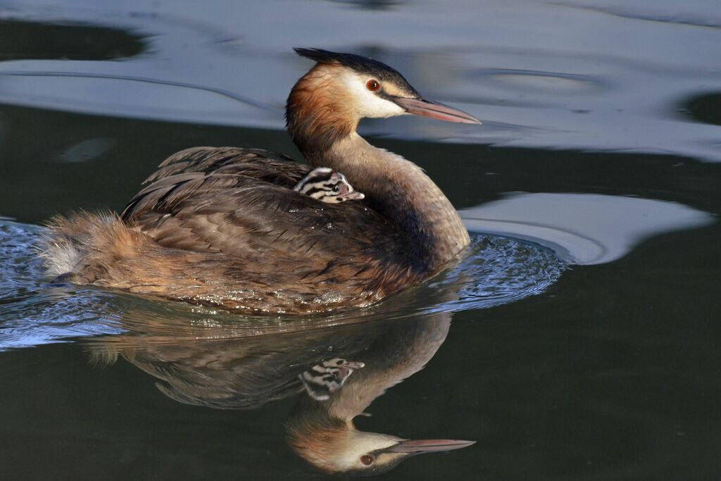 Great Crested Grebe, Behaviour