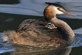 Great Crested Grebe