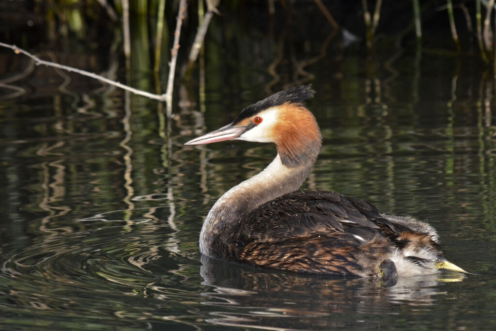 Great Crested Grebeadult breeding, identification