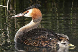 Great Crested Grebe