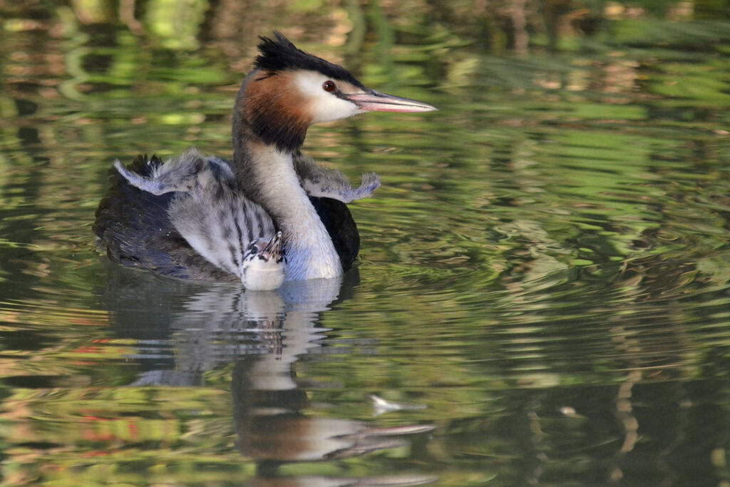 Great Crested Grebe, Behaviour