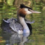 Great Crested Grebe