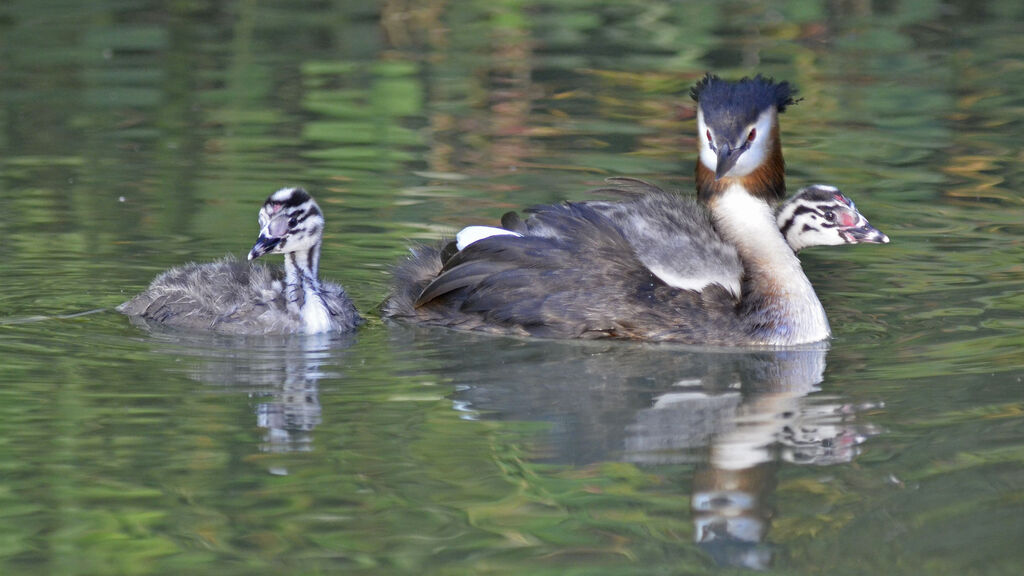 Great Crested Grebe, Behaviour