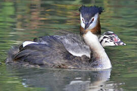 Great Crested Grebe