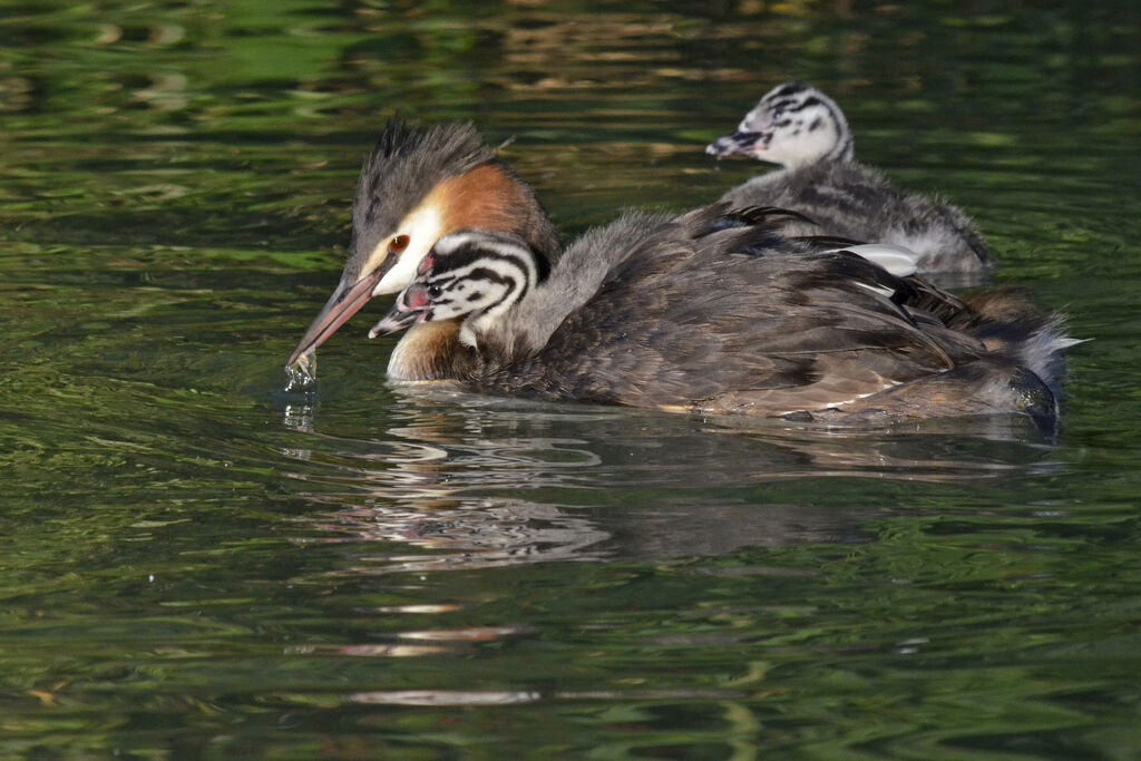 Great Crested Grebe, Behaviour