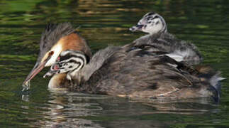 Great Crested Grebe