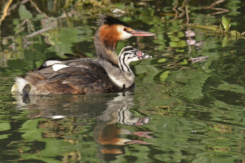 Great Crested Grebe, Behaviour
