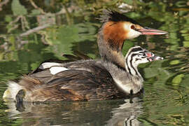 Great Crested Grebe