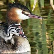 Great Crested Grebe