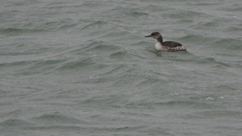 Red-necked Grebeadult post breeding, identification