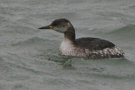 Red-necked Grebe