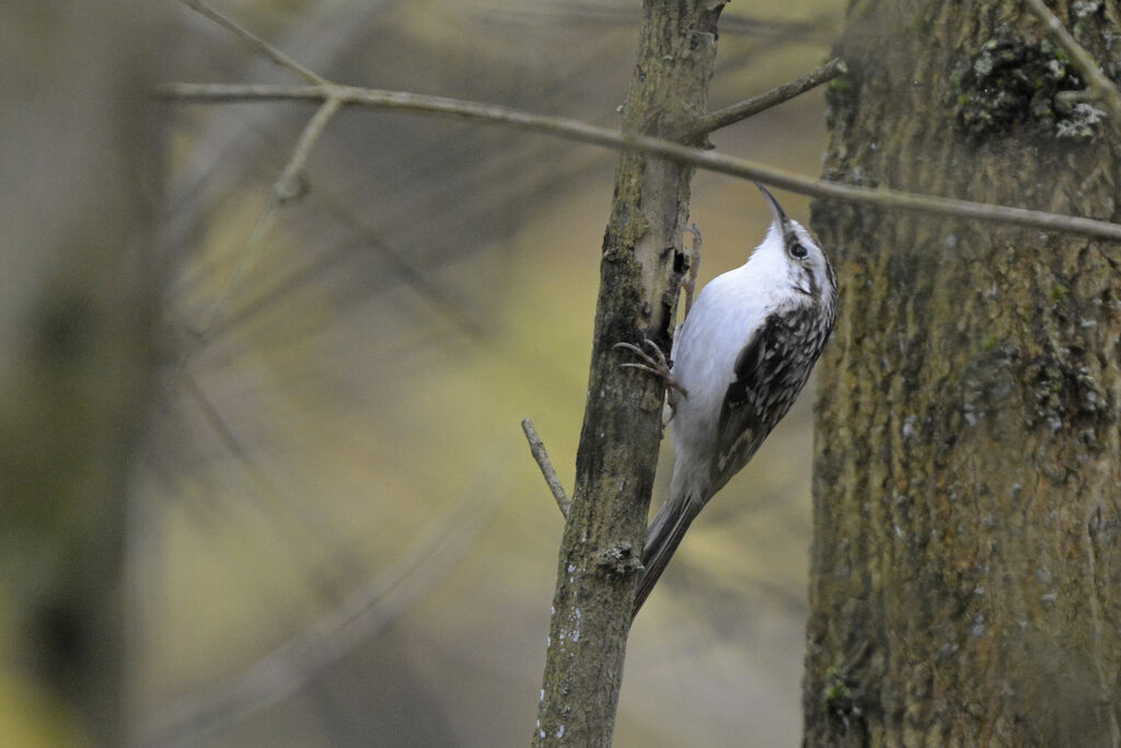 Grimpereau des bois