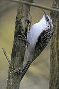 Eurasian Treecreeper