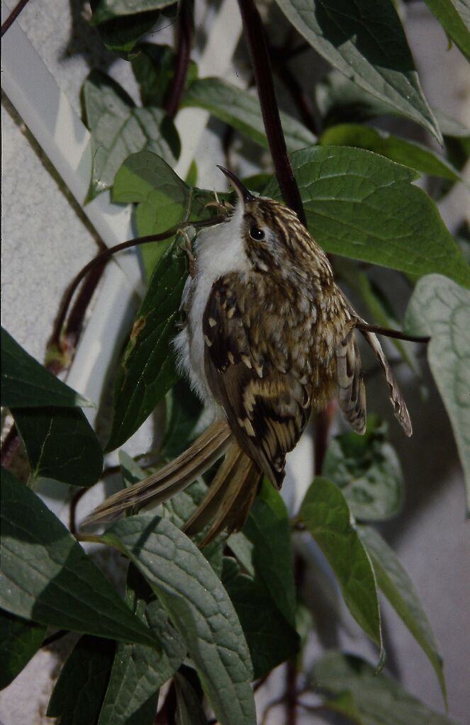 Eurasian Treecreeper