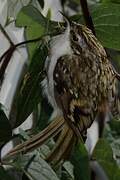 Eurasian Treecreeper