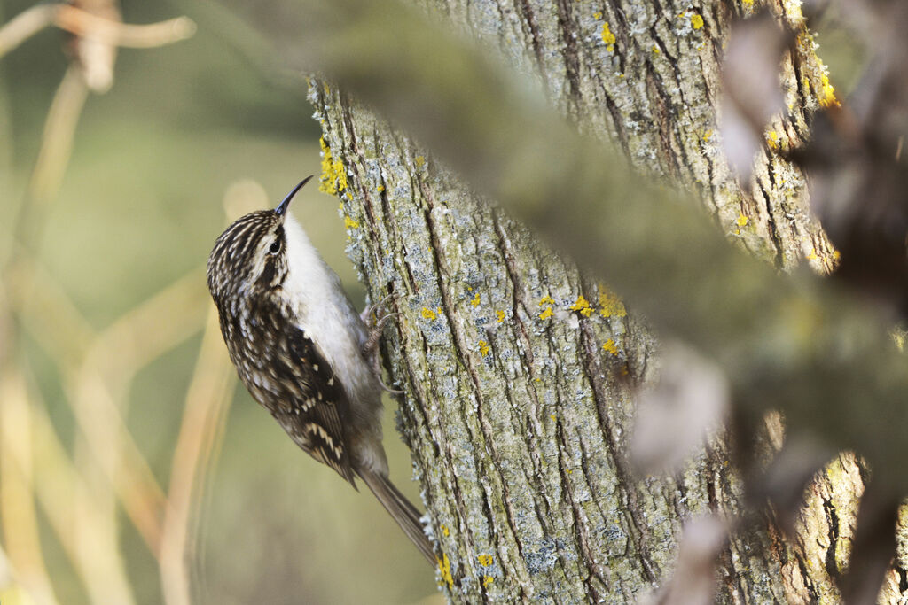 Eurasian Treecreeper