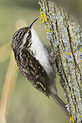 Eurasian Treecreeper