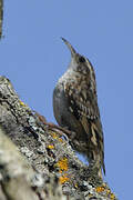 Short-toed Treecreeper