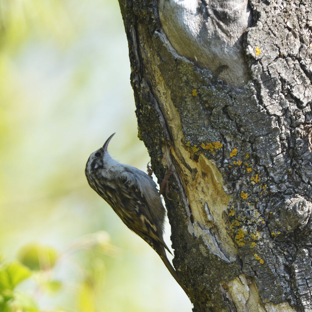 Short-toed Treecreeperadult, identification