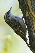 Short-toed Treecreeper