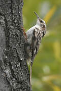 Short-toed Treecreeper