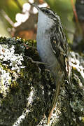 Short-toed Treecreeper