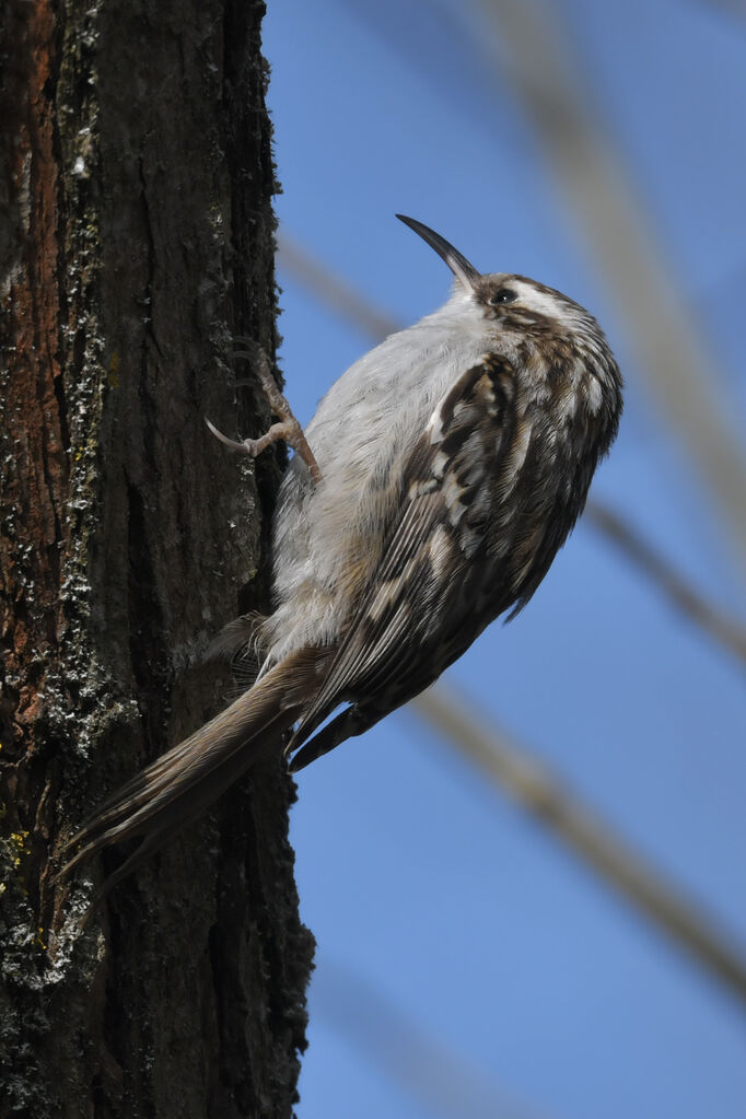 Short-toed Treecreeperadult, identification