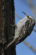 Short-toed Treecreeper