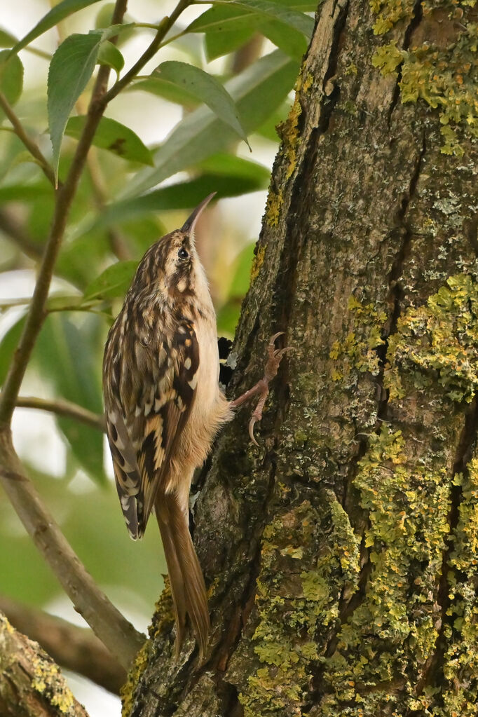 Short-toed Treecreeperadult, identification