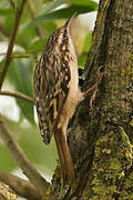 Short-toed Treecreeper