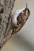 Short-toed Treecreeper