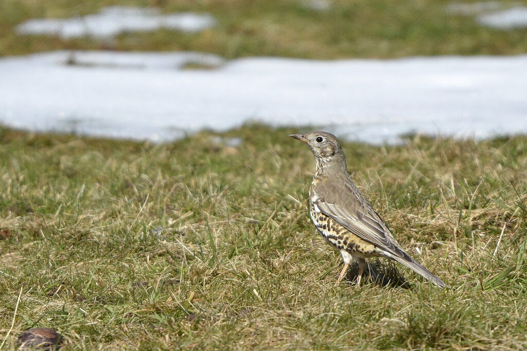 Mistle Thrush