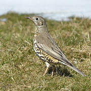 Mistle Thrush