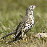 Mistle Thrush