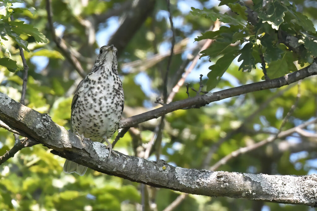 Grive draineadulte, identification