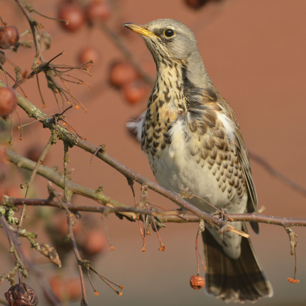 Fieldfare, identification