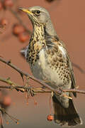 Fieldfare