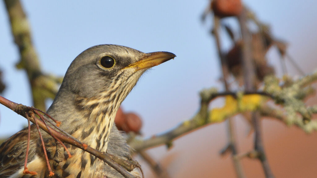 Fieldfare