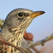 Fieldfare