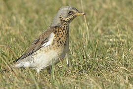 Fieldfare