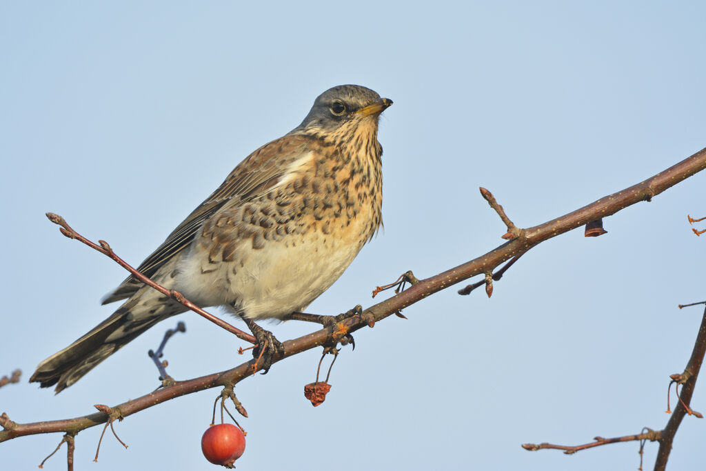 Fieldfare, identification