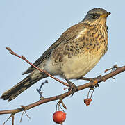 Fieldfare