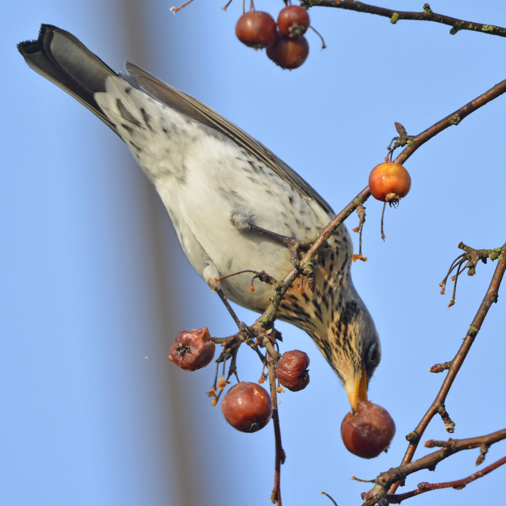 Fieldfare, feeding habits