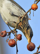 Fieldfare