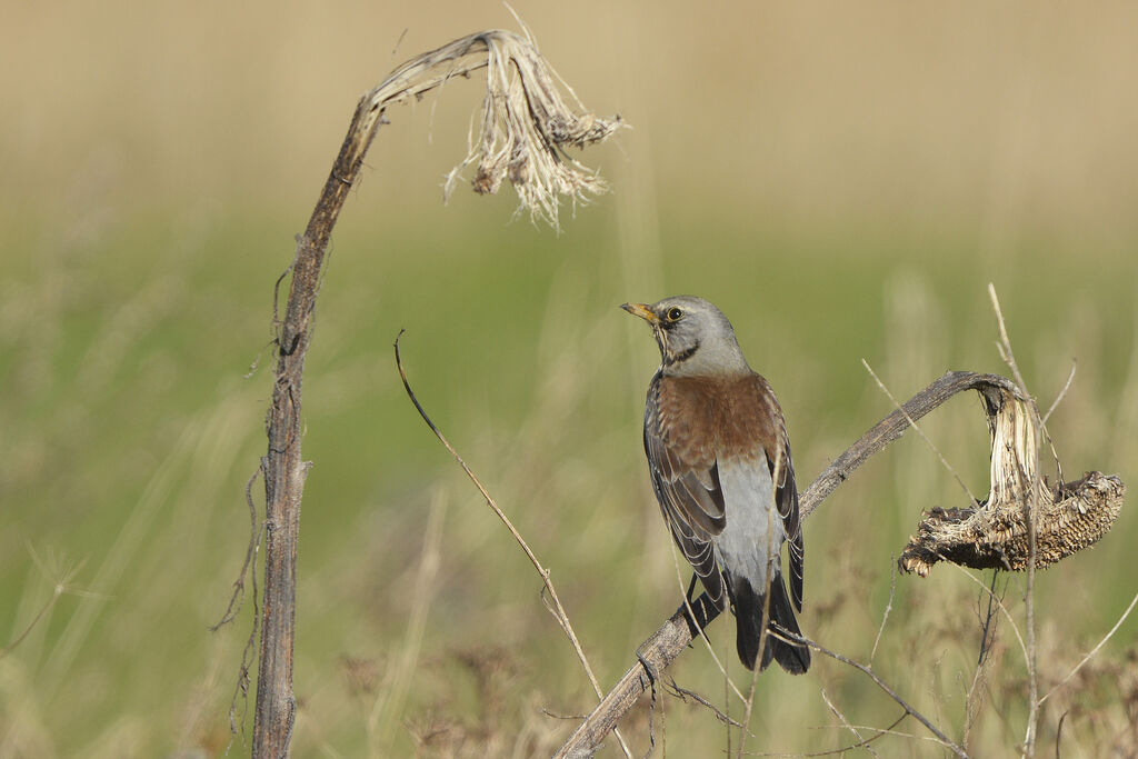 Grive litorneadulte, identification