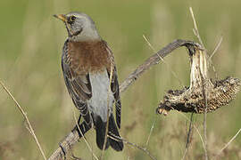 Fieldfare